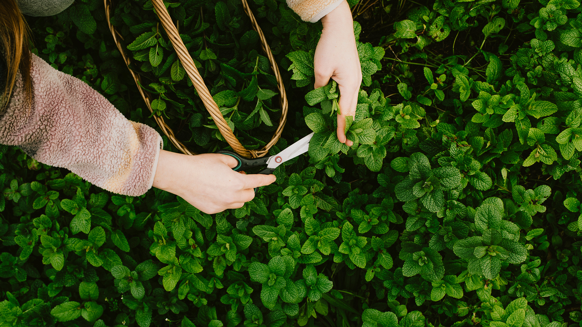 OK Kombucha cueillette