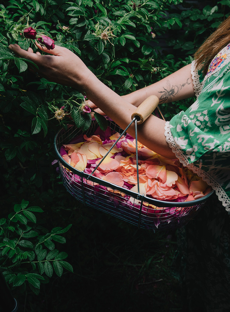 Pétales de roses - OK Kombucha