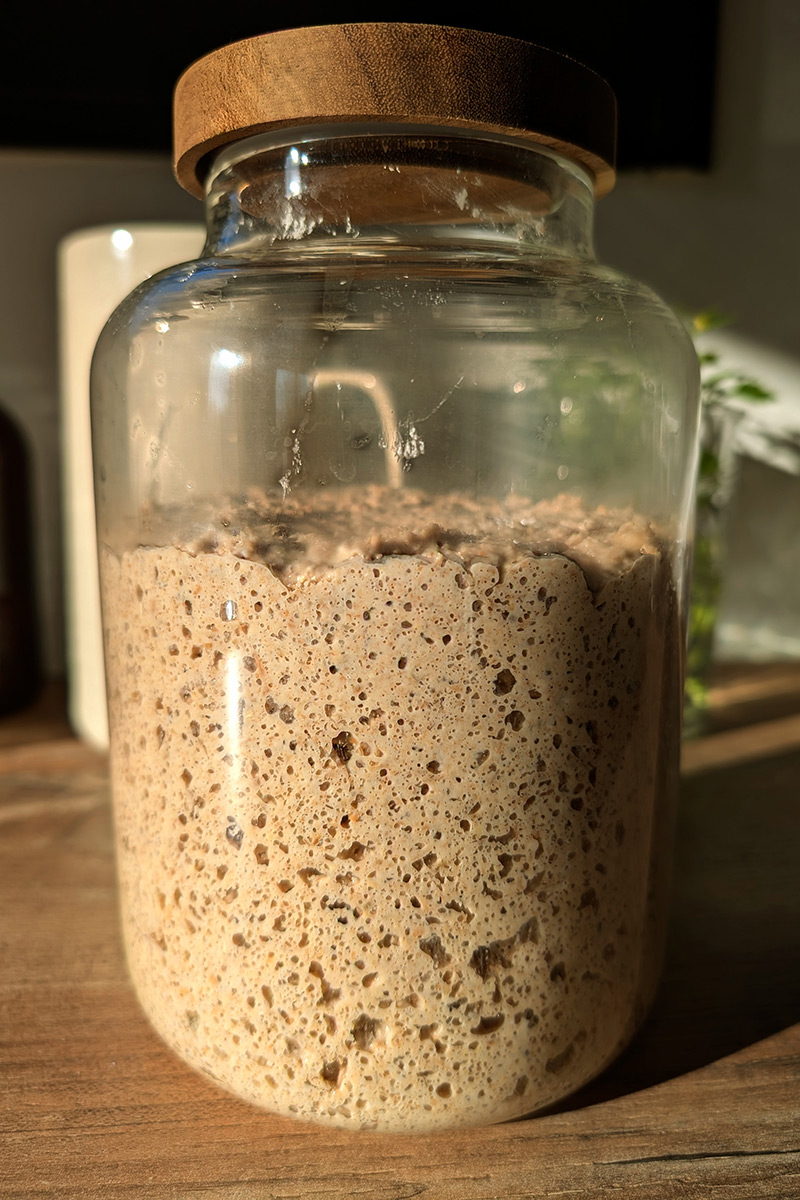 Levain de pain - OK Kombucha