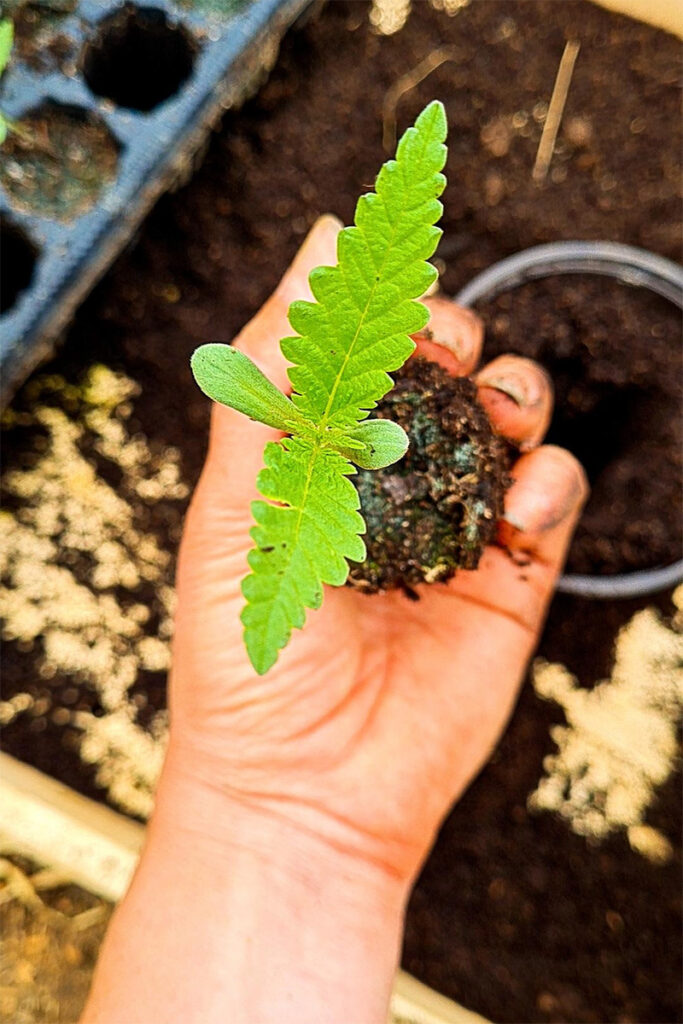 Pousse chanvre OK Kombucha