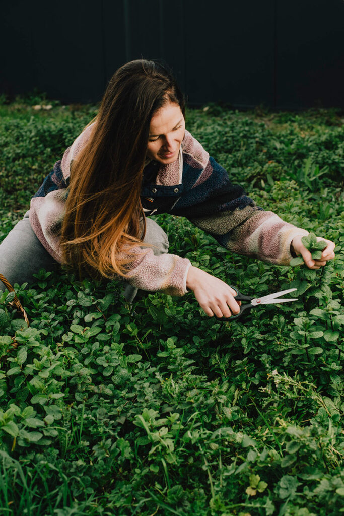 Récolte menthe OK Kombucha
