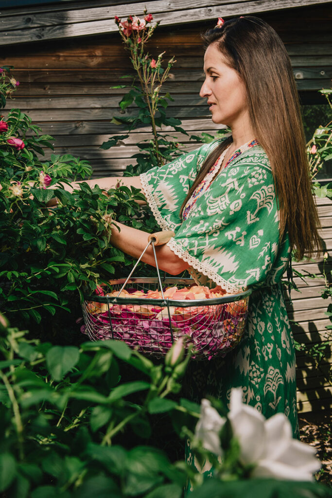 Récolte pétales de roses OK Kombucha