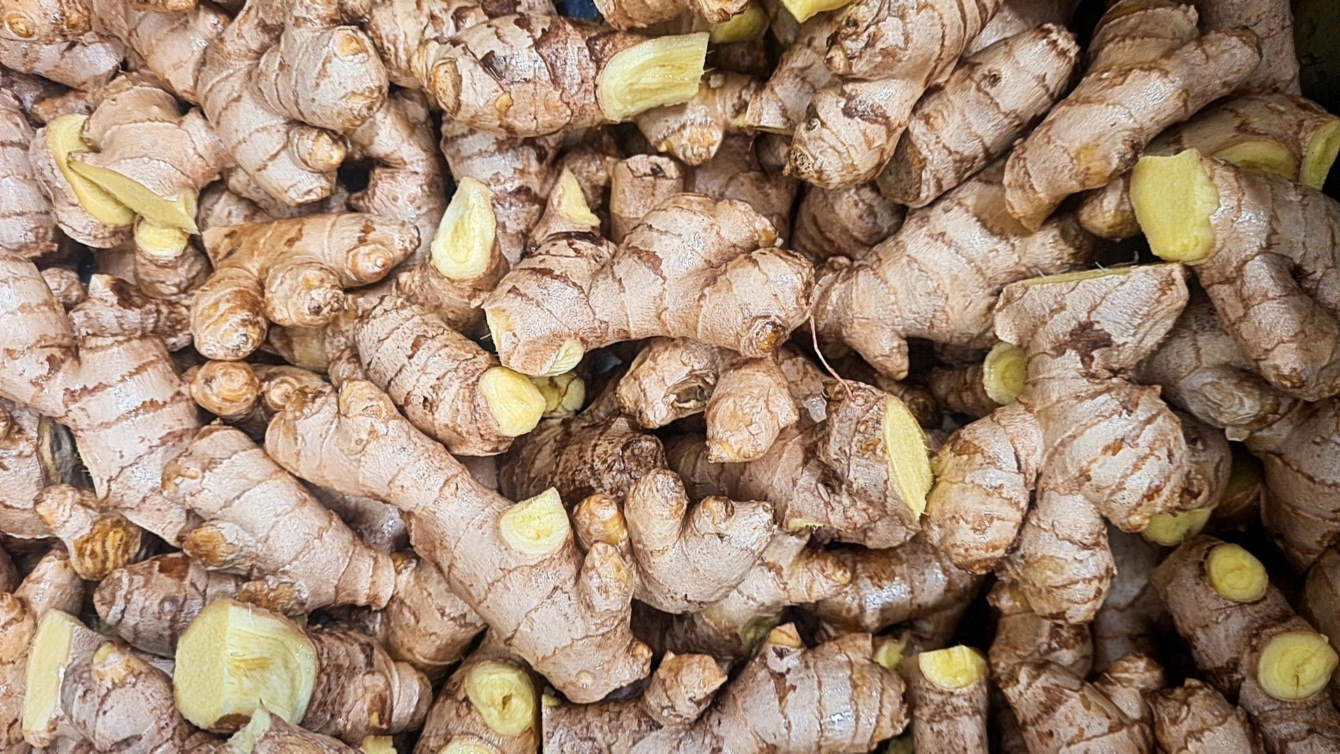 Rhizomes de gingembre